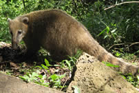 【イグアス国立公園】に棲むハナグマ。　このメスはお腹に子供がいる様子。